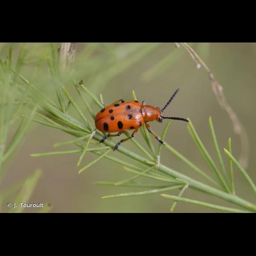 <i>Crioceris duodecimpunctata</i> (Linnaeus, 1758) &copy; J. Touroult