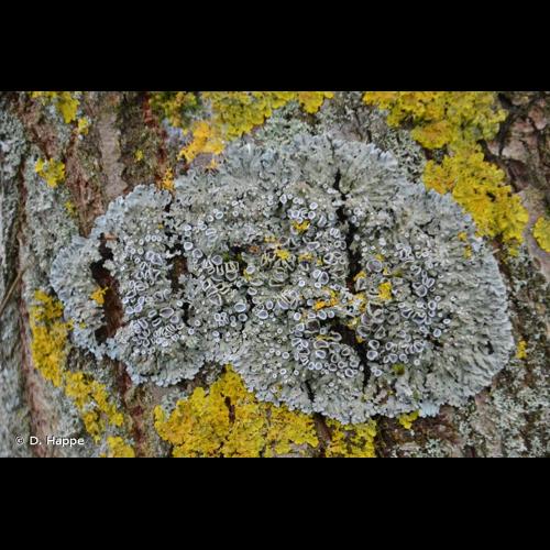 <i>Physconia distorta</i> (With.) J.R.Laundon, 1984 © D. Happe