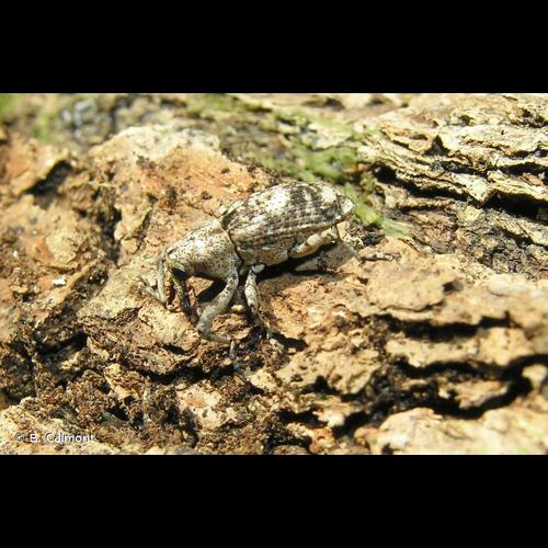 <i>Gasterocercus depressirostris</i> (Fabricius, 1792) © B. Calmont