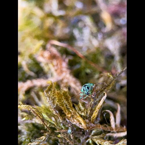 <i>Polydrusus formosus</i> (Mayer, 1779) &copy; M. Ghislain