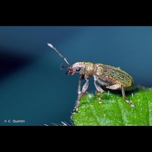 <i>Pachyrhinus lethierryi</i> (Desbrochers des Loges, 1875) &copy; C. Quintin