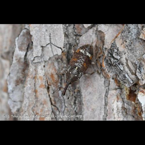 <i>Pissodes castaneus</i> (De Geer, 1775) © J. Touroult - LPR Corse 2019 - MNHN-CdC-AFB