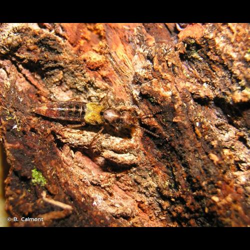 <i>Abemus chloropterus</i> (Creutzer <i>in</i> Panzer, 1796) &copy; B. Calmont