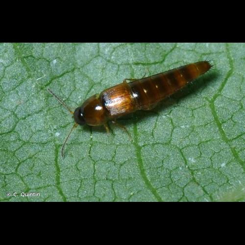 <i>Tachyporus nitidulus</i> (Fabricius, 1781) © C. Quintin