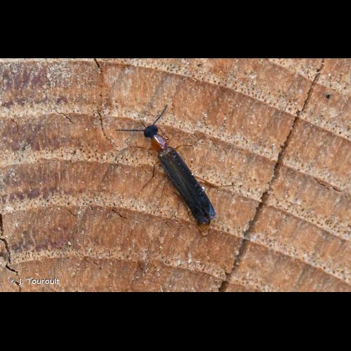 <i>Lymexylon navale</i> (Linnaeus, 1758) © J. Touroult