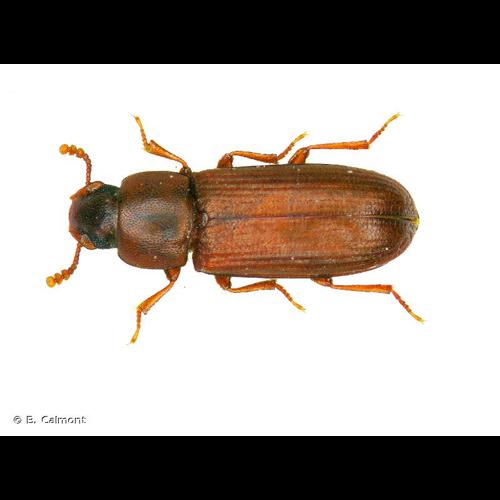 <i>Tribolium castaneum</i> (Herbst, 1797) &copy; B. Calmont