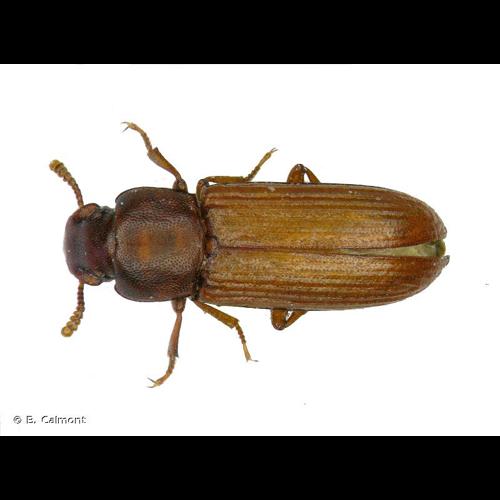<i>Tribolium confusum</i> Jacquelin du Val, 1861 © B. Calmont
