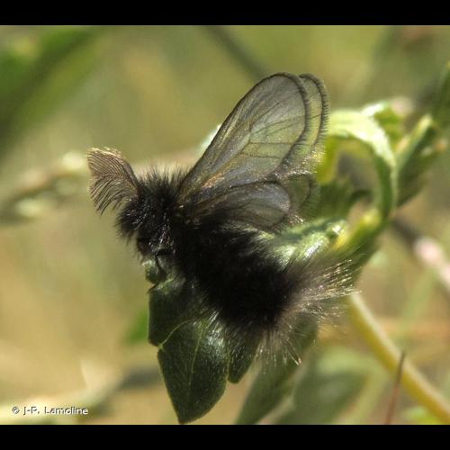<i>Ptilocephala pyrenaella</i> (Herrich-Schäffer, 1852) © J-P. Lamoline