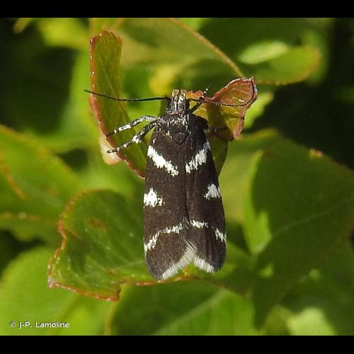 <i>Chionodes viduella</i> (Fabricius, 1794) &copy; J-P. Lamoline