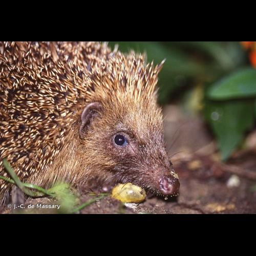 <i>Erinaceus europaeus</i> Linnaeus, 1758 © J.-C. de Massary