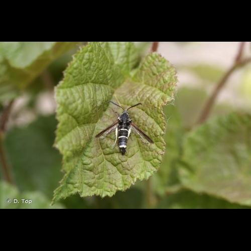 <i>Paranthrene tabaniformis</i> (Rottemburg, 1775) &copy; D. Top