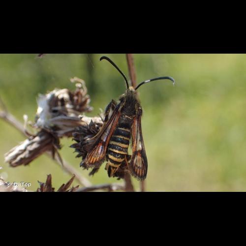 <i>Bembecia ichneumoniformis</i> (Denis & Schiffermüller, 1775) © D. Top