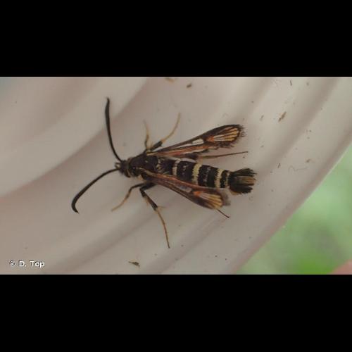 <i>Bembecia albanensis</i> (Rebel, 1918) &copy; D. Top