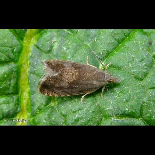 <i>Dichrorampha aeratana</i> (Pierce & Metcalfe, 1915) © F. Michalke