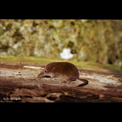 <i>Sorex minutus</i> Linnaeus, 1766 © D. Sirugue