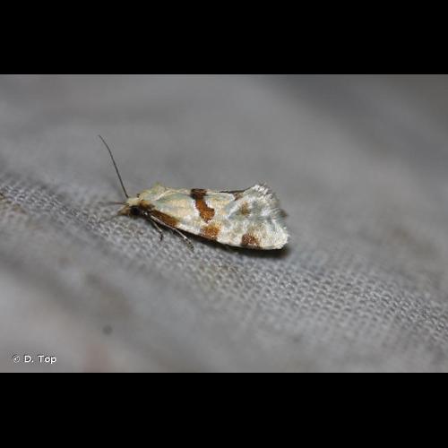 <i>Aethes cnicana</i> (Westwood, 1854) © D. Top