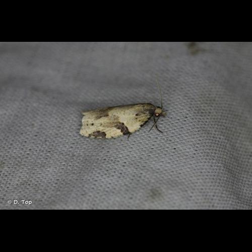 <i>Clepsis spectrana</i> (Treitschke, 1830) &copy; D. Top