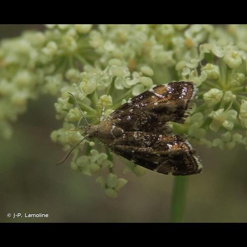 <i>Prochoreutis myllerana</i> (Fabricius, 1794) &copy; J-P. Lamoline