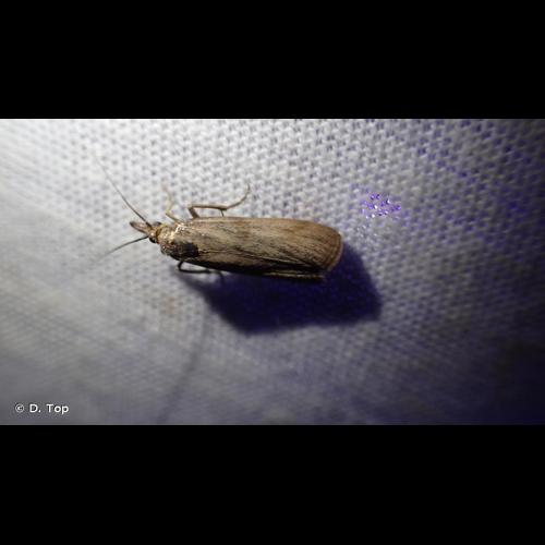 <i>Hypochalcia ahenella</i> (Denis & Schiffermüller, 1775) © D. Top