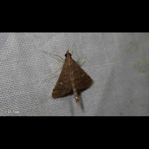 <i>Dolicharthria punctalis</i> (Denis & Schiffermüller, 1775) © D. Top