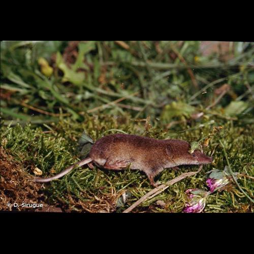 <i>Sorex coronatus</i> Millet, 1828 &copy; D. Sirugue