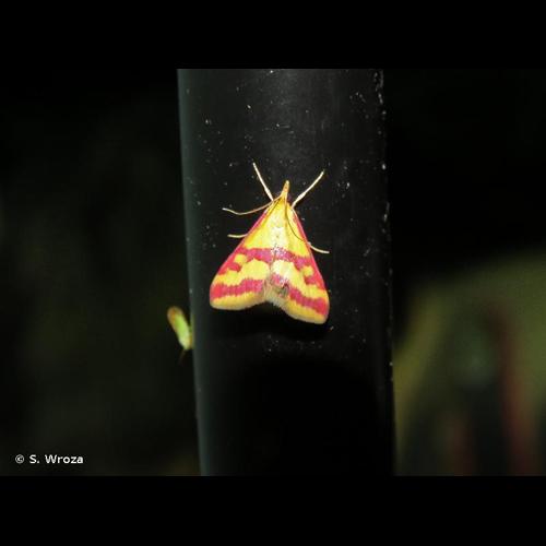 <i>Pyrausta sanguinalis</i> (Linnaeus, 1767) &copy; S. Wroza