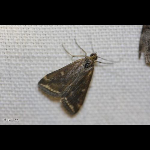 <i>Loxostege sticticalis</i> (Linnaeus, 1761) © D. Top
