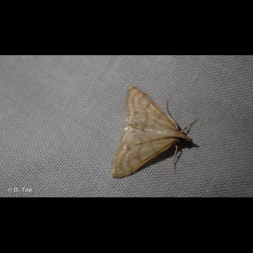 <i>Paracorsia repandalis</i> (Denis & Schiffermüller, 1775) © D. Top