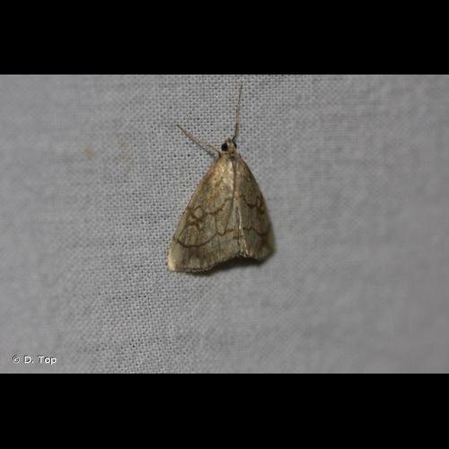 <i>Evergestis pallidata</i> (Hufnagel, 1767) © D. Top