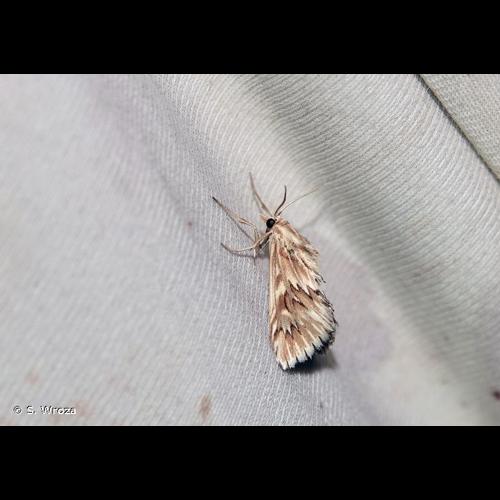 <i>Cynaeda dentalis</i> (Denis & Schiffermüller, 1775) © S. Wroza