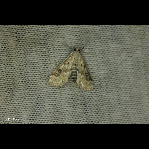 <i>Parapoynx stratiotata</i> (Linnaeus, 1758) © D. Top