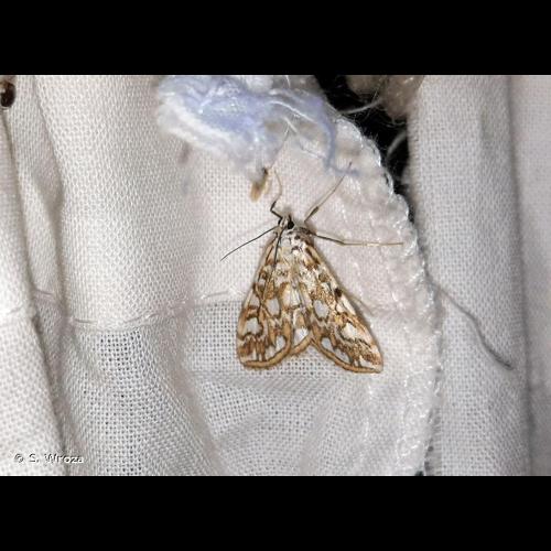 <i>Elophila nymphaeata</i> (Linnaeus, 1758) © S. Wroza