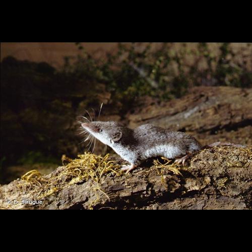 <i>Crocidura leucodon</i> (Hermann, 1780) © D. Sirugue