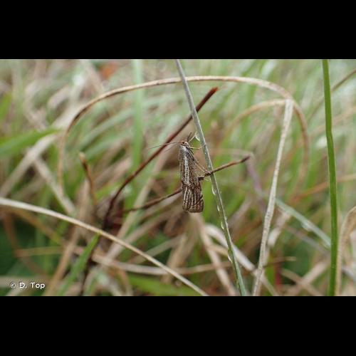 <i>Thisanotia chrysonuchella</i> (Scopoli, 1763) &copy; D. Top