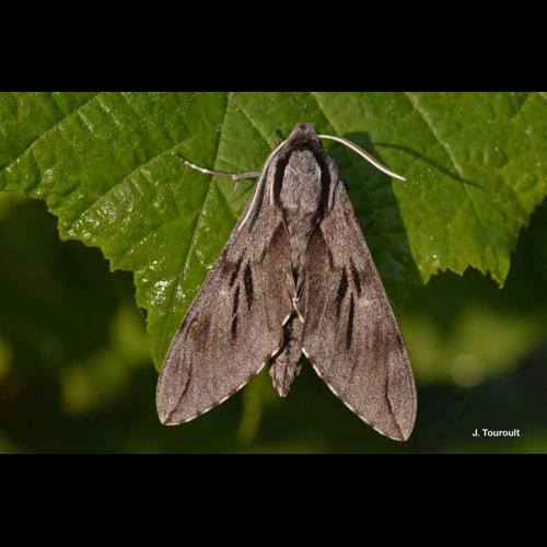 <i>Sphinx maurorum</i> (Jordan, 1931) © J. Touroult