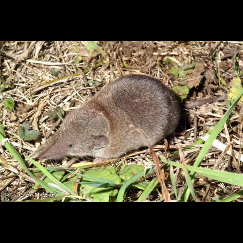 <i>Crocidura russula</i> (Hermann, 1780) © J.-C. de Massary