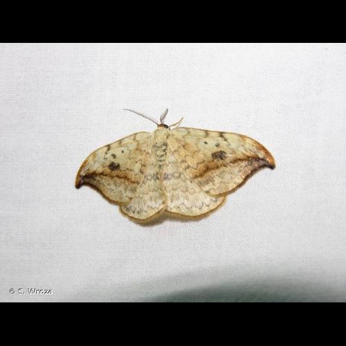 <i>Drepana falcataria</i> (Linnaeus, 1758) © S. Wroza