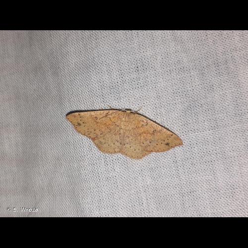 <i>Cyclophora porata</i> (Linnaeus, 1767) © S. Wroza