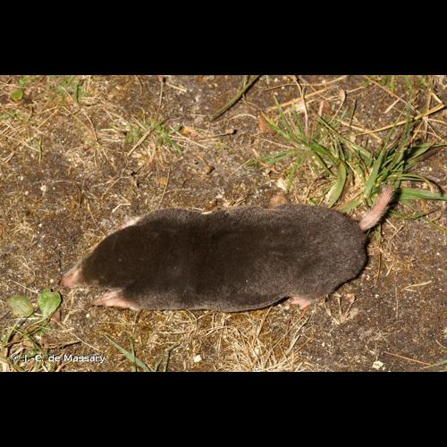 <i>Talpa europaea</i> Linnaeus, 1758 © J.-C. de Massary