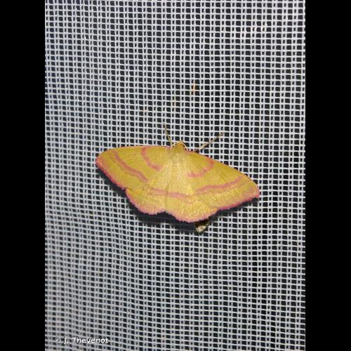 <i>Rhodostrophia calabra</i> (Petagna, 1786) © J. Thevenot