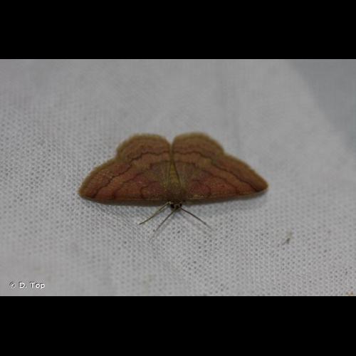 <i>Scopula rubiginata</i> (Hufnagel, 1767) © D. Top