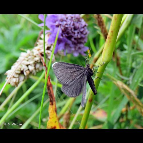 <i>Odezia atrata</i> (Linnaeus, 1758) © S. Wroza
