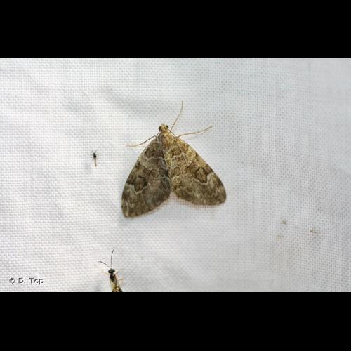 <i>Thera variata</i> (Denis & Schiffermüller, 1775) © D. Top