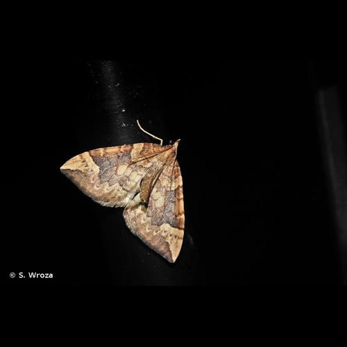 <i>Eulithis populata</i> (Linnaeus, 1758) © S. Wroza