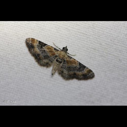 <i>Eupithecia linariata</i> (Denis & Schiffermüller, 1775) © D. Top