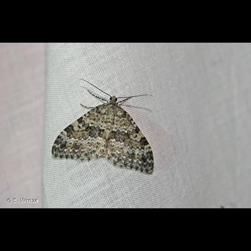 <i>Entephria caesiata</i> (Denis & Schiffermüller, 1775) &copy; S. Wroza