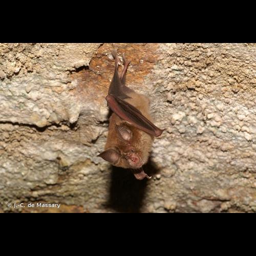 <i>Rhinolophus ferrumequinum</i> (Schreber, 1774) © J.-C. de Massary
