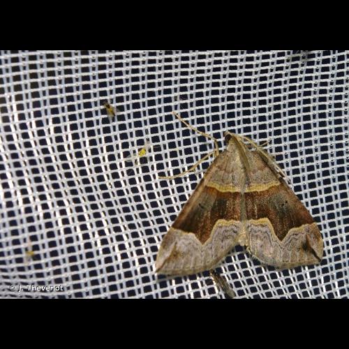 <i>Scotopteryx moeniata</i> (Scopoli, 1763) © J. Thevenot