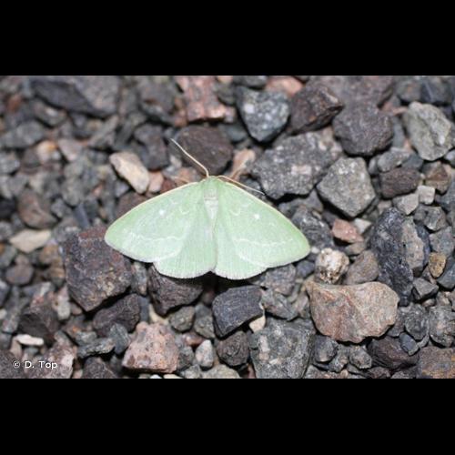 <i>Thetidia smaragdaria</i> (Fabricius, 1787) &copy; D. Top