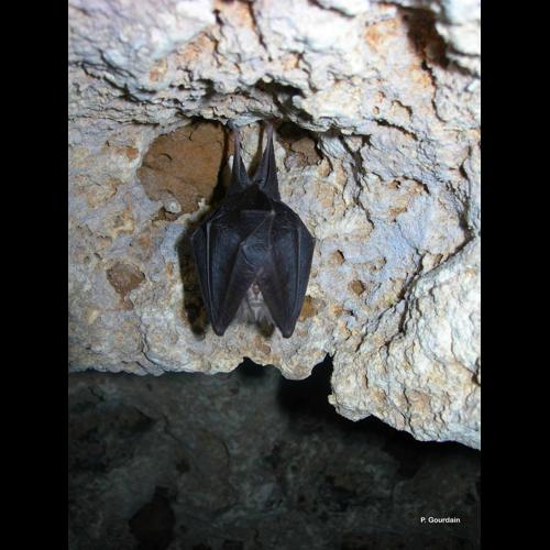 <i>Rhinolophus hipposideros</i> (Borkhausen, 1797) &copy; P. Gourdain